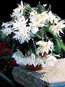 Begonia kaskadowa biała