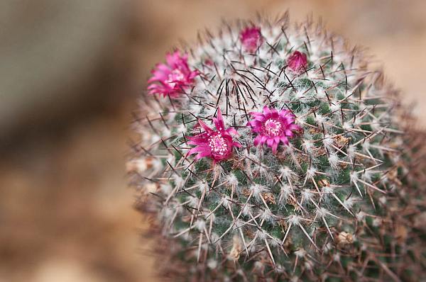 Niewielkie kwiaty kaktusa