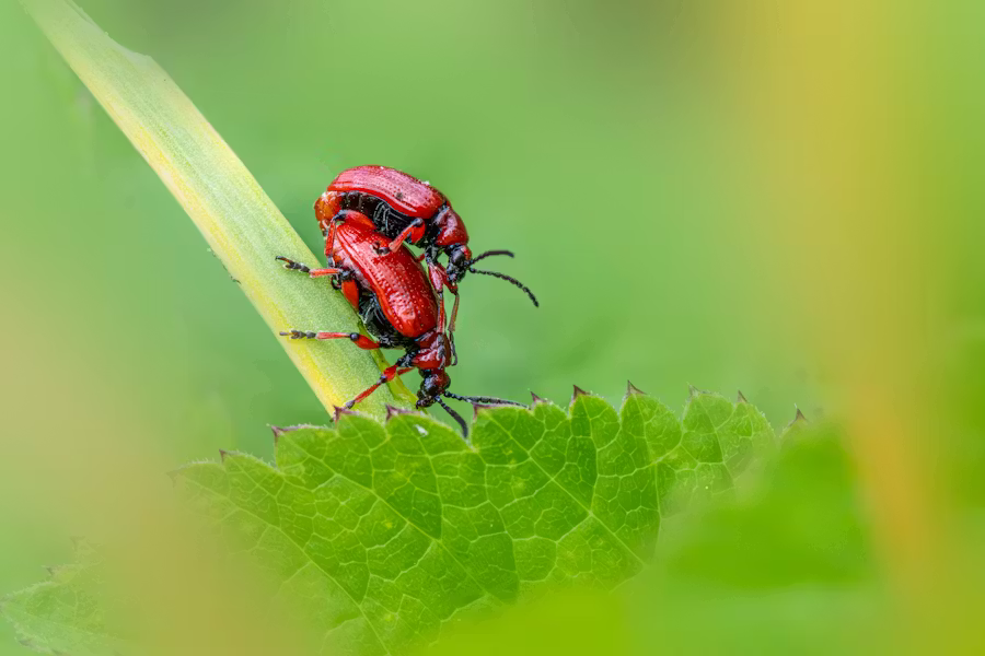 Dlaczego ta żarłoczna larwa to najgorsze co może spotkać kwitnące lilie