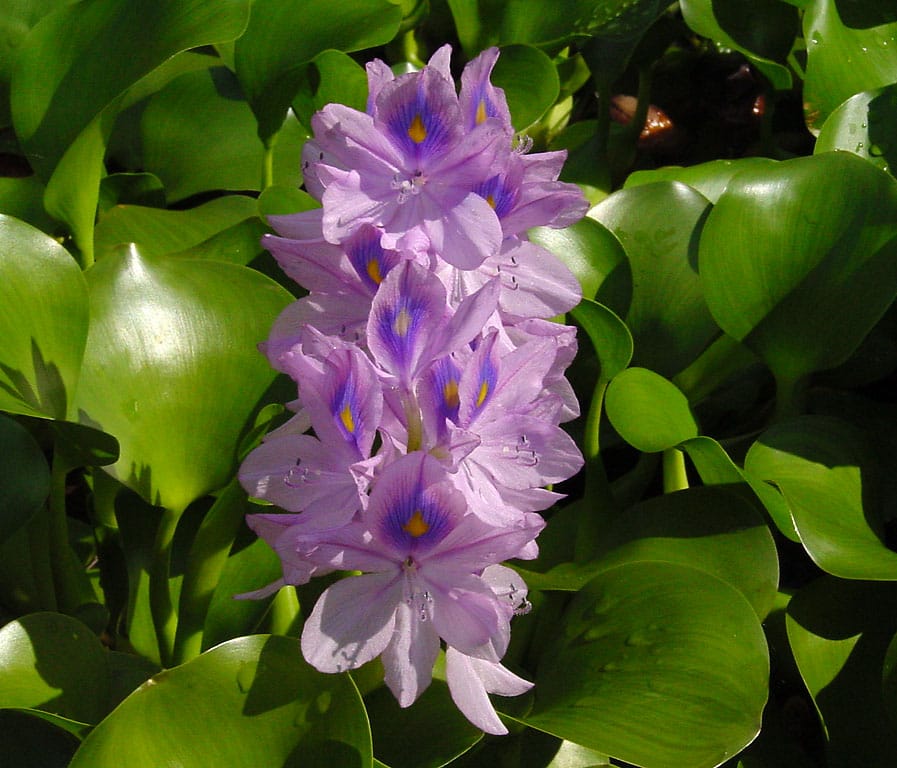 Eichhornia crassipes