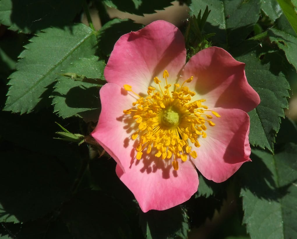 Rosa pomifera