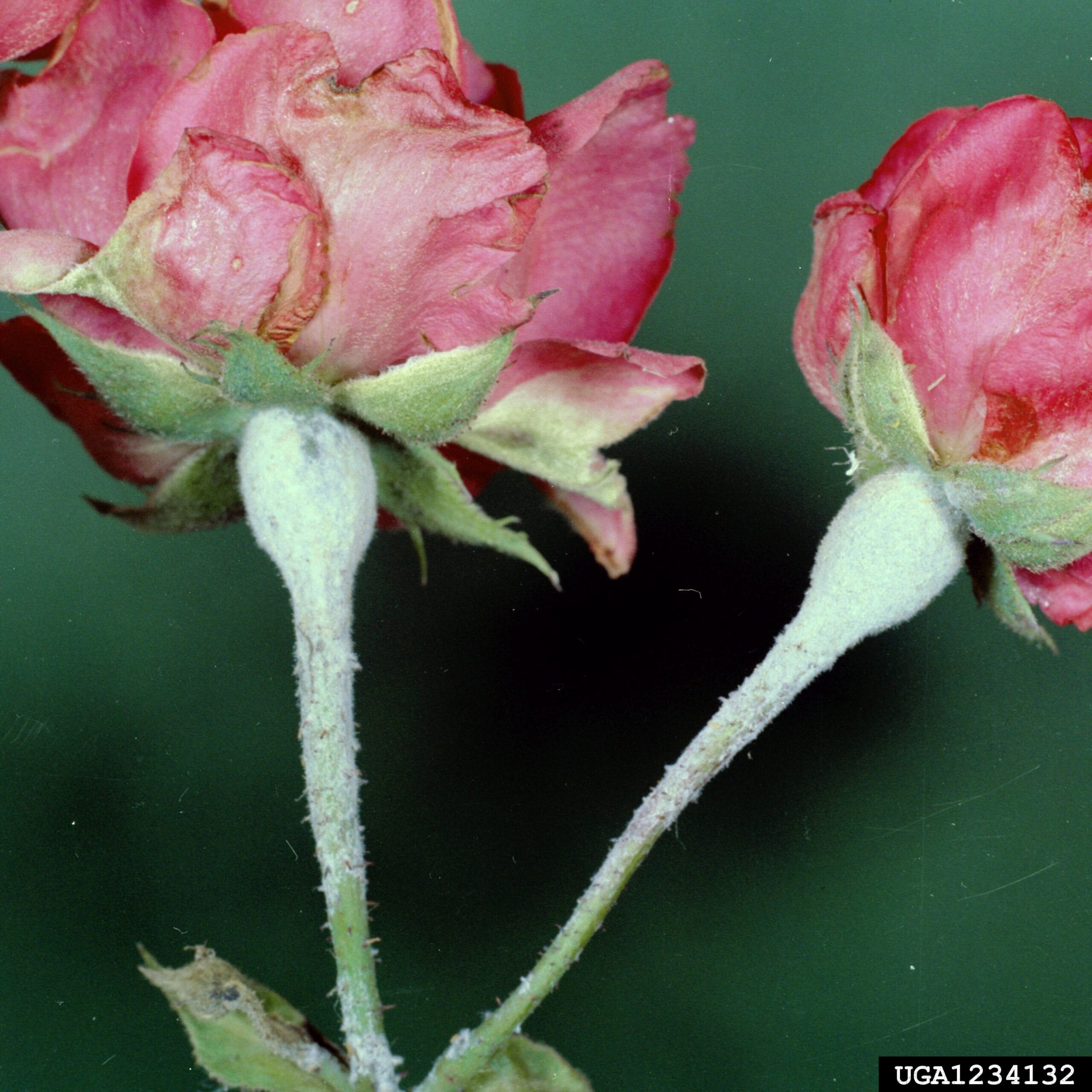 Sphaerotheca pannosa